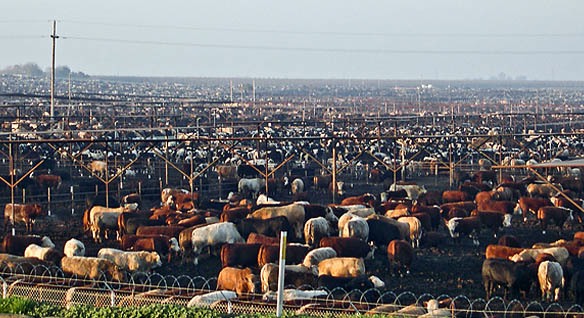 Cattle Feedlot in the Great Plains