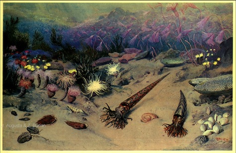 prehistoric marine plants