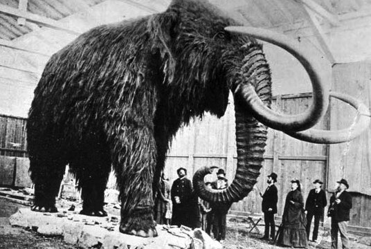 wooly-mammoth-exhibit